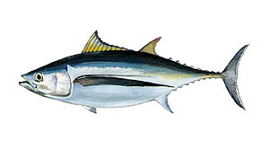 Albacore Source: Raver, Duane. http://images.fws.gov. U.S. Fish and Wildlife Service.