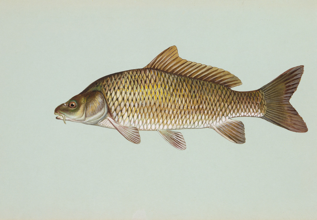 Common Carp Source: Raver, Duane. http://images.fws.gov. U.S. Fish and Wildlife Service.