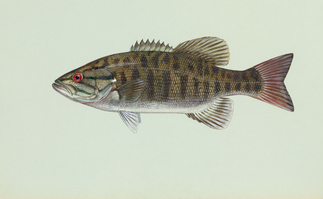 Smallmouth Bass Source: Raver, Duane. http://images.fws.gov. U.S. Fish and Wildlife Service.