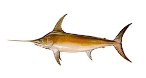 Swordfish Source: Raver, Duane. http://images.fws.gov. U.S. Fish and Wildlife Service.