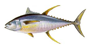 Yellowfin Tuna Source: Raver, Duane. http://images.fws.gov. U.S. Fish and Wildlife Service.