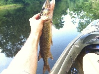 Wood River Hot Summer Trout... Fishing Report