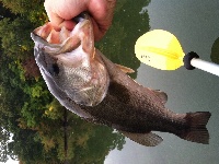 Bass & Black Crappie at Roger Williams Park