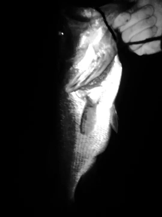 monster bass night fishing