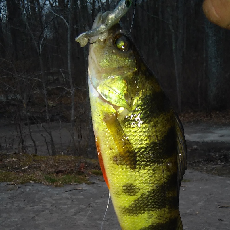 bigger yellow perch with mepps minnow lure