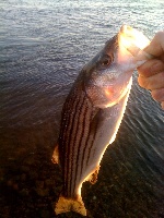 EARLY SCHOOLIE STRIPERS Fishing Report