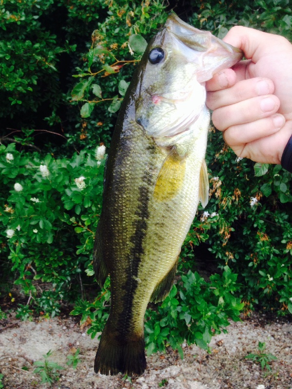 First Burlingame bass, watchaug pond 1 and a half lbs