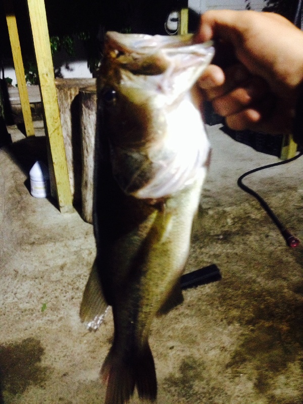 Biggest bass iv caught out of meadowbrook pond
