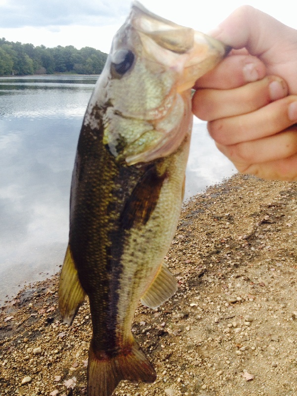 Another bass outta meadow