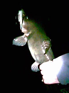 brown bullhead catfish