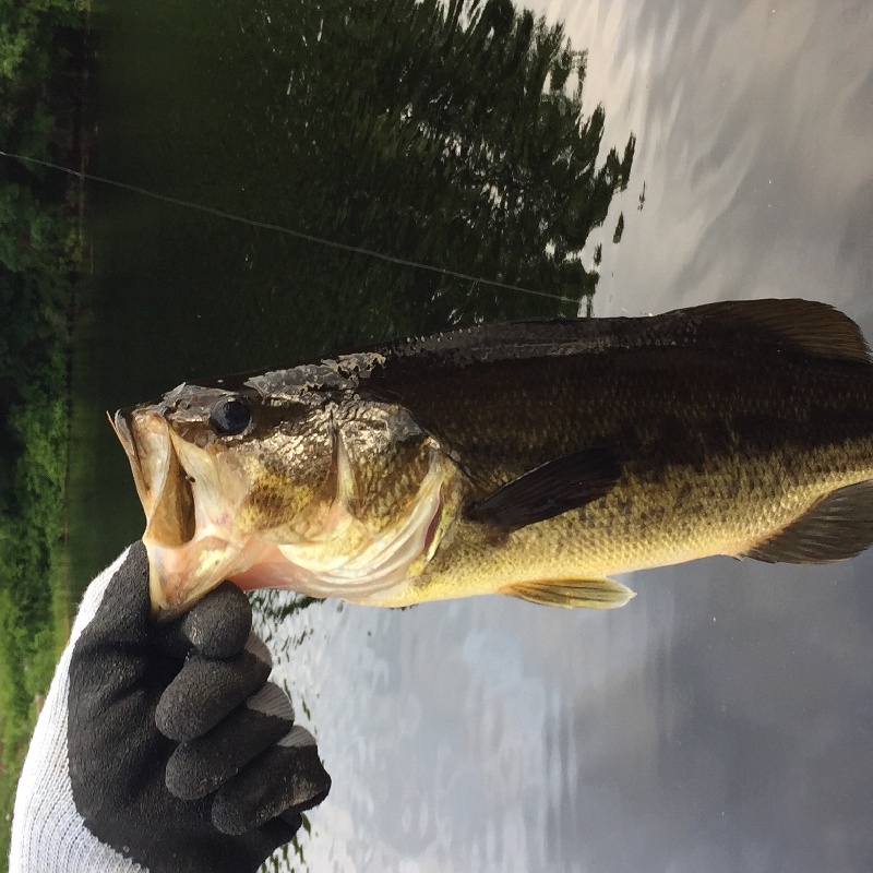 Bass caught in June 