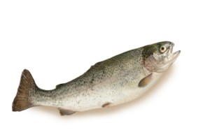 jrbassfishen