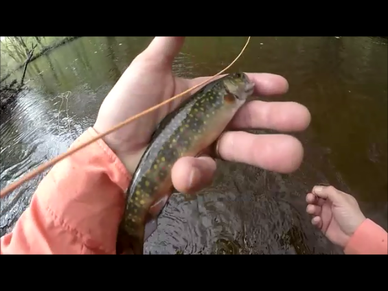 Wood River Native Brookies