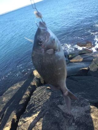 narragansett seawall scup