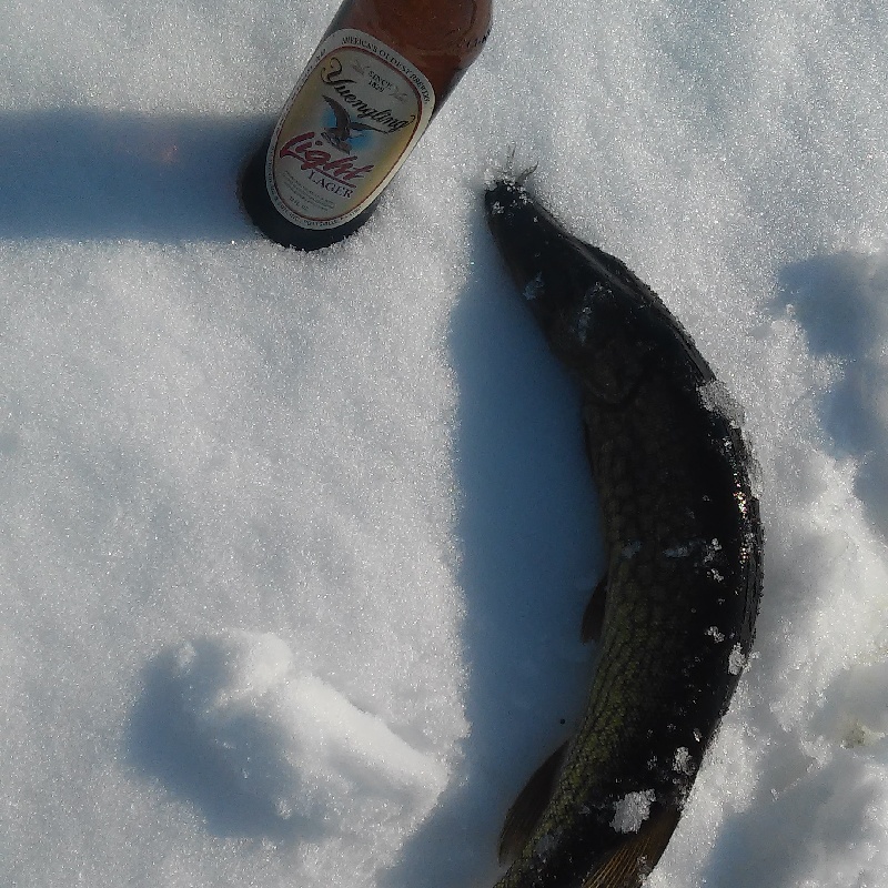 pickerel from hope valley