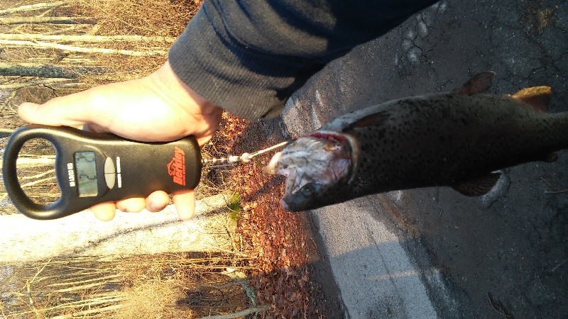 Lincoln woods trout caught with spoon