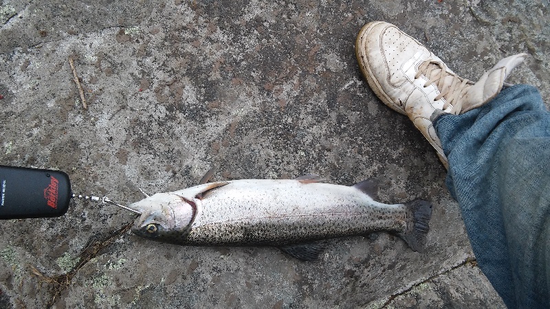 nice 2lb 1oz rainbow with johnson spoon