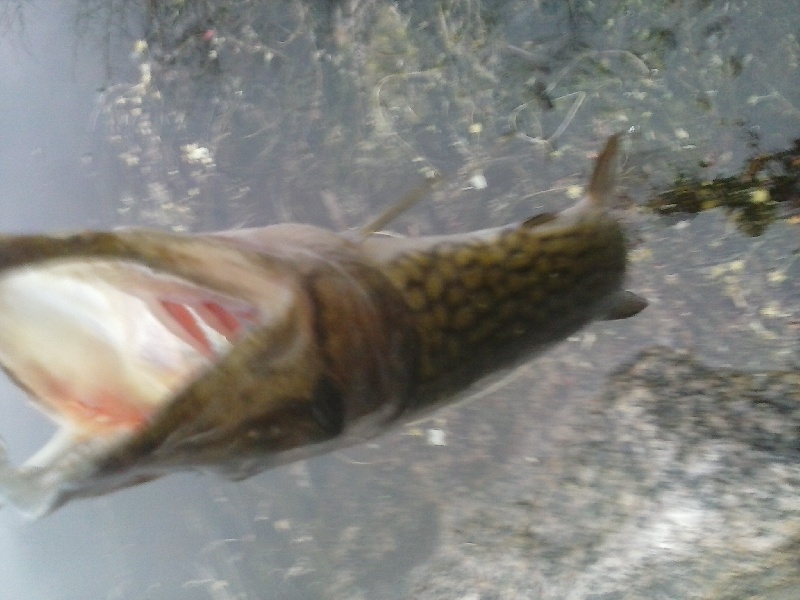 chain pickerel