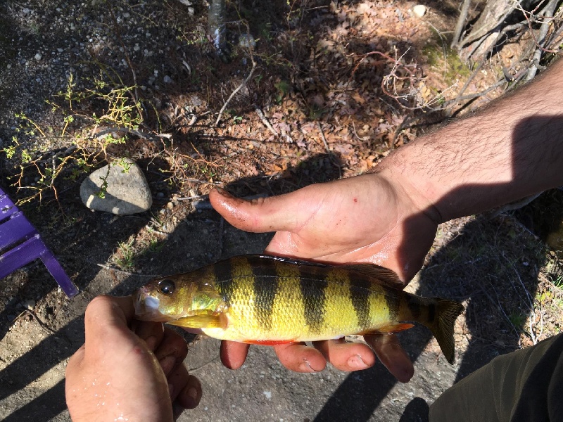 yellow perch