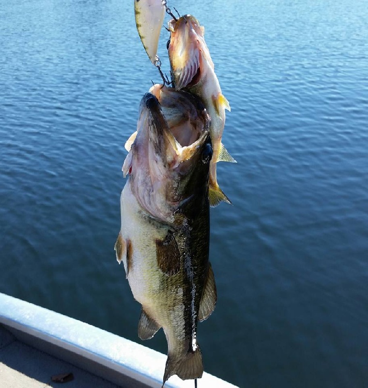 Two For!! Double hook up on Crankbait