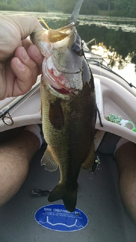 1 1/2 lbs.