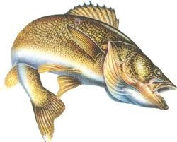 Walleye