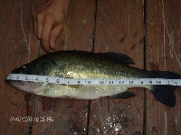bass and panfish Fishing Report
