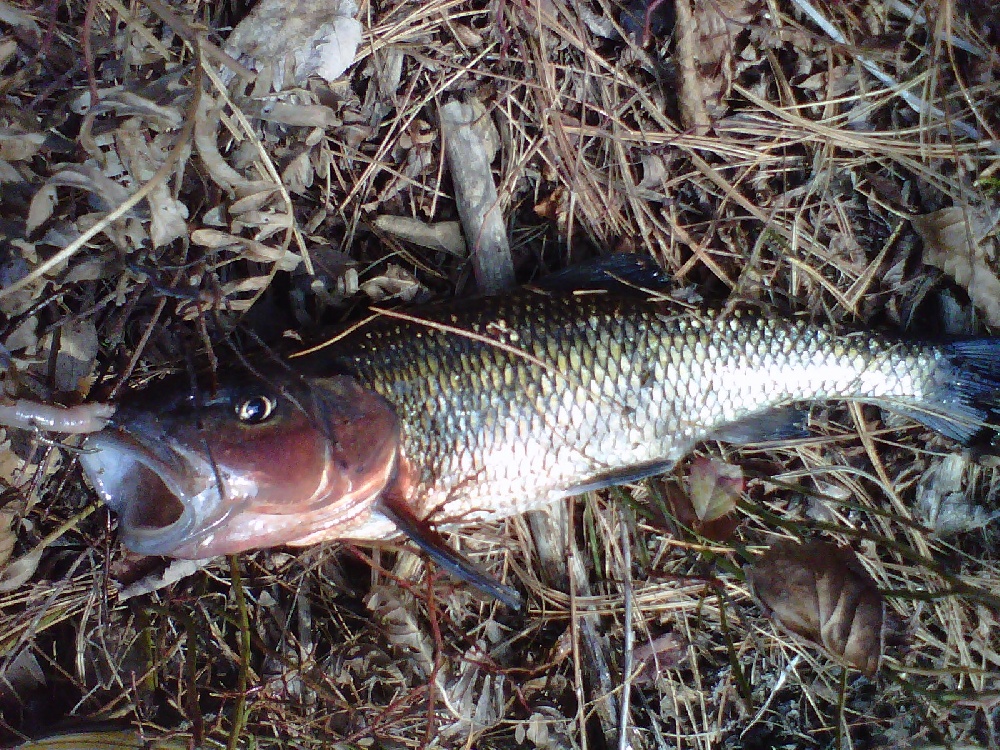 Creek chubsucker