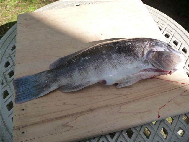 18" Tautog