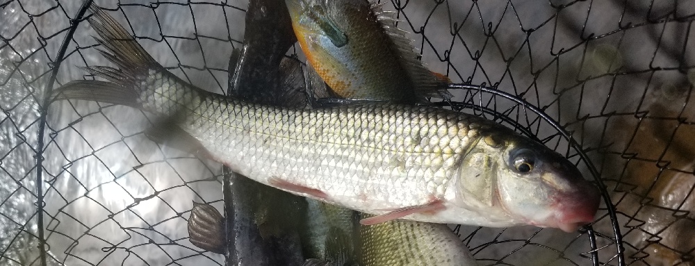 Fallfish? Some species of Chub?