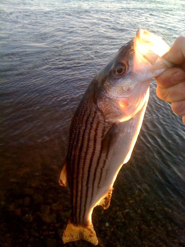 SCHOOLIE STRIPERS