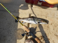 Plenty of trout Fishing Report
