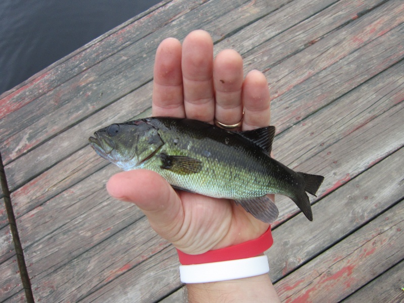 baby bass 1