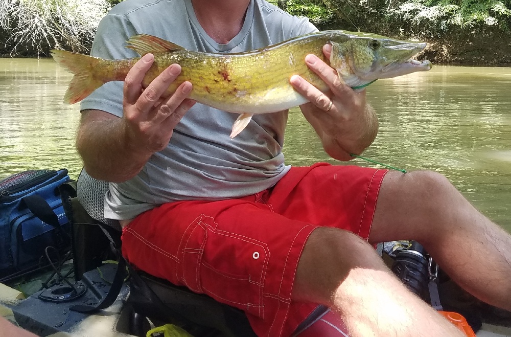 Pickerel-Yadkin River, NC