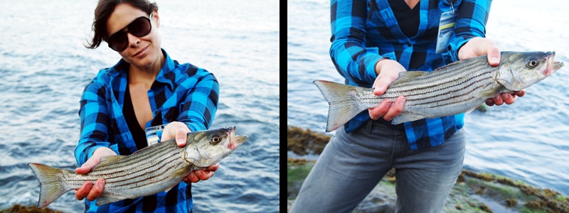 striper near Middletown