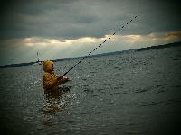 Sea Robin - Carrs Point Fishing Report