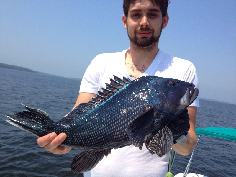 21" Black Sea Bass near Bristol