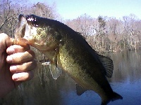 First Bass of the year Fishing Report