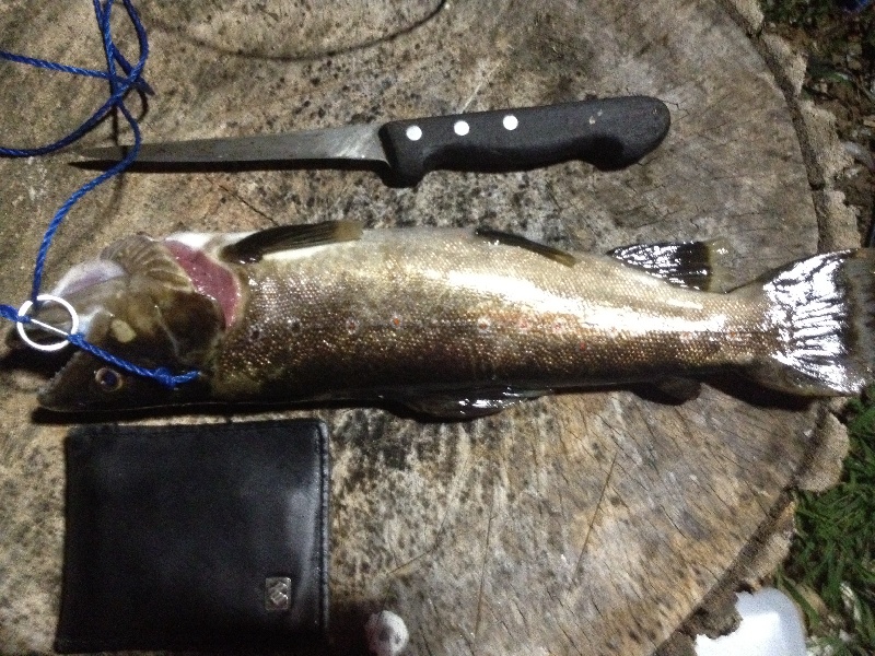 1 lb 11oz trout