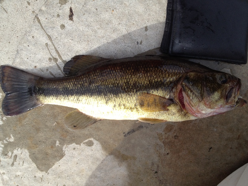 Mid summer 2013 2lb Larry