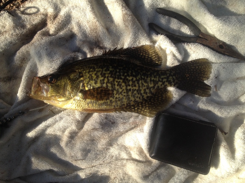 1pound4oz crappie