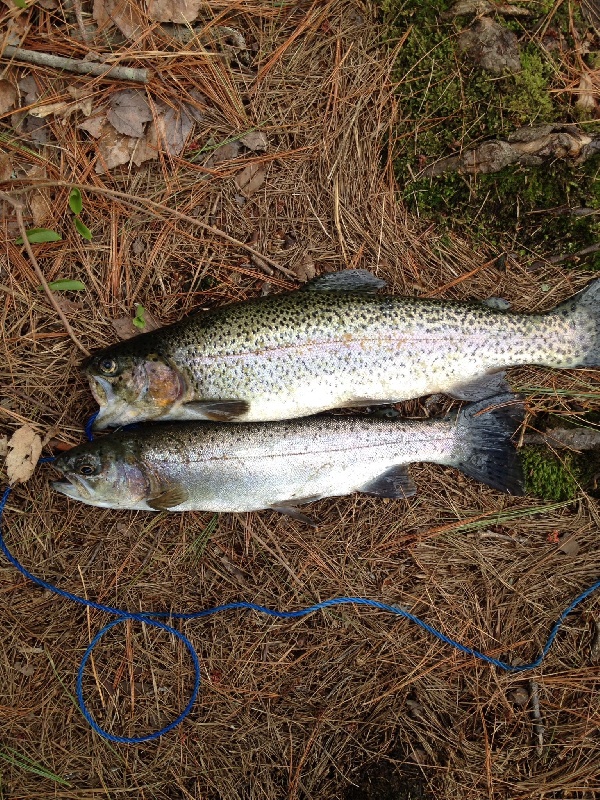 2more bows outta wood river in hope valley