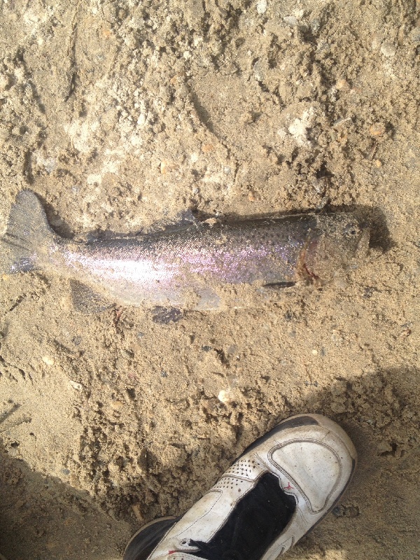 1pound 2oz rainbow out if carbuncle pond in coventry