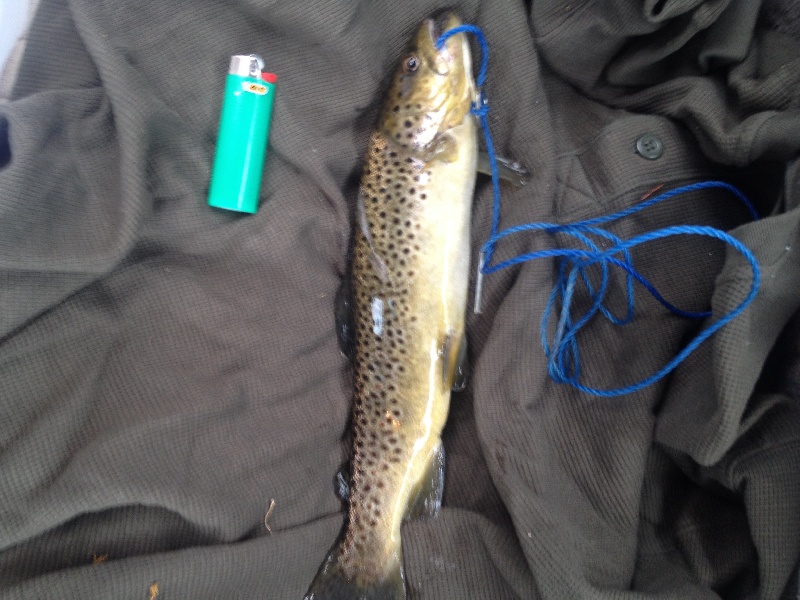 Brownie under the Alton pond bridge