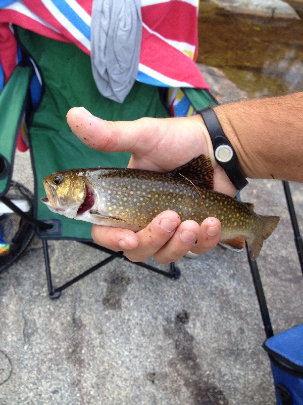 North Conway New Hampshire, Jackson falls, Ellis river native brookie