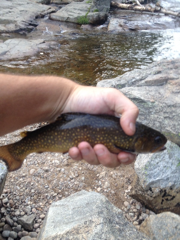 Nother native out an Ellis river deep pool