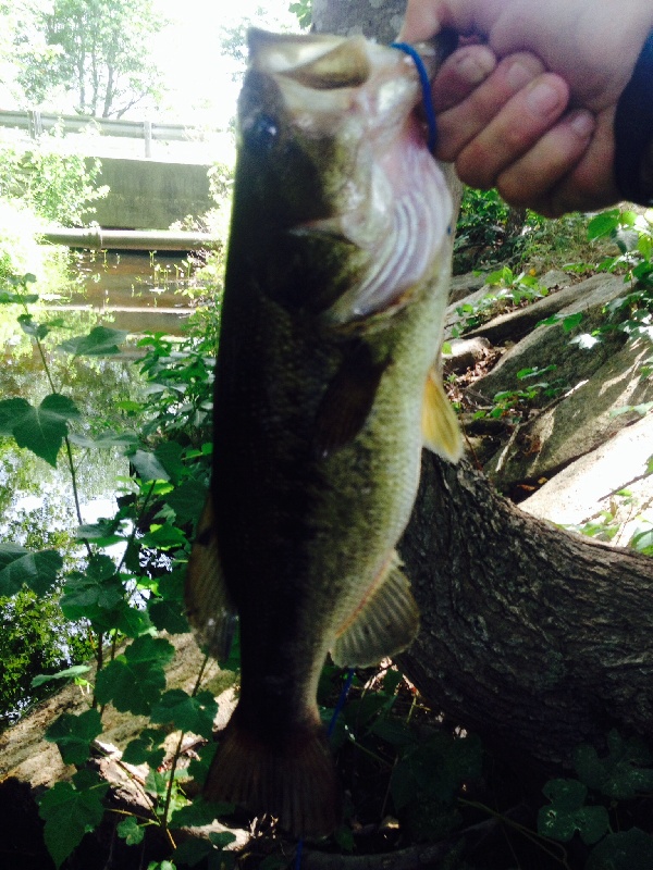 Chapmans 3.3lbs on a jig and a red craw