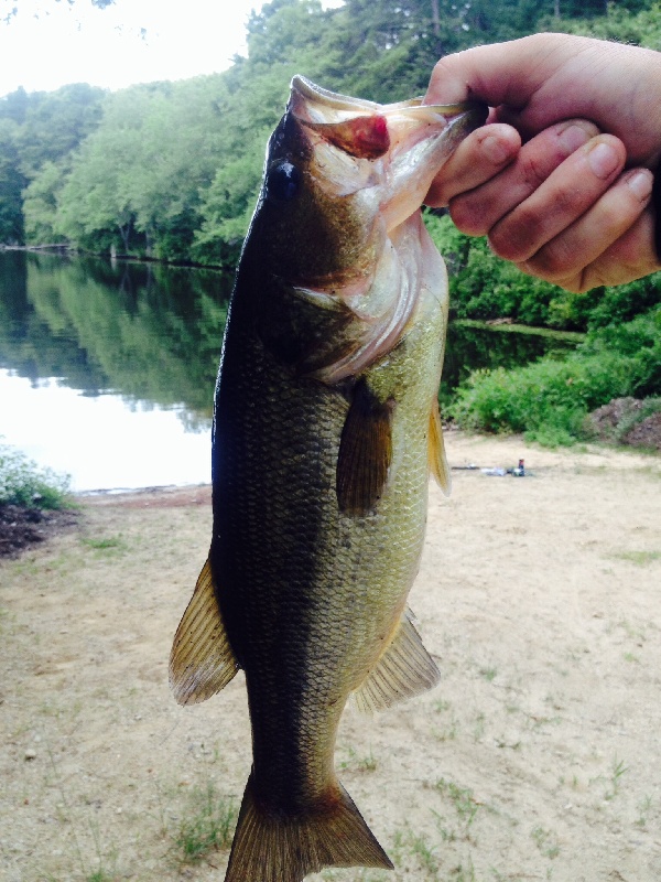 1pound 13oz Locustville Larry on a chatter bait