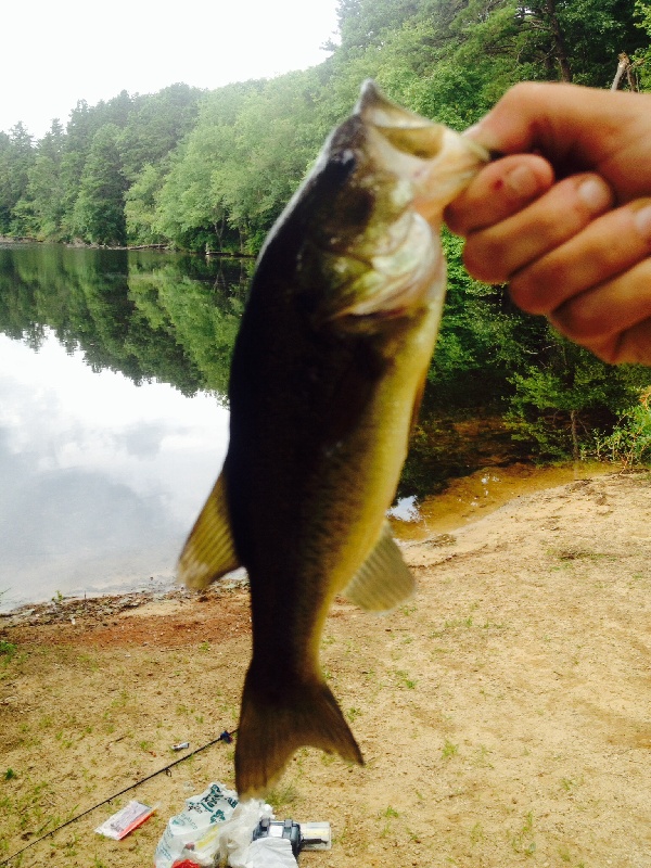 Locustville largemouth