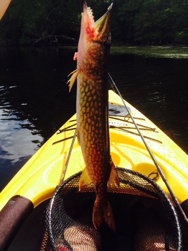 Big pickerel at barbs